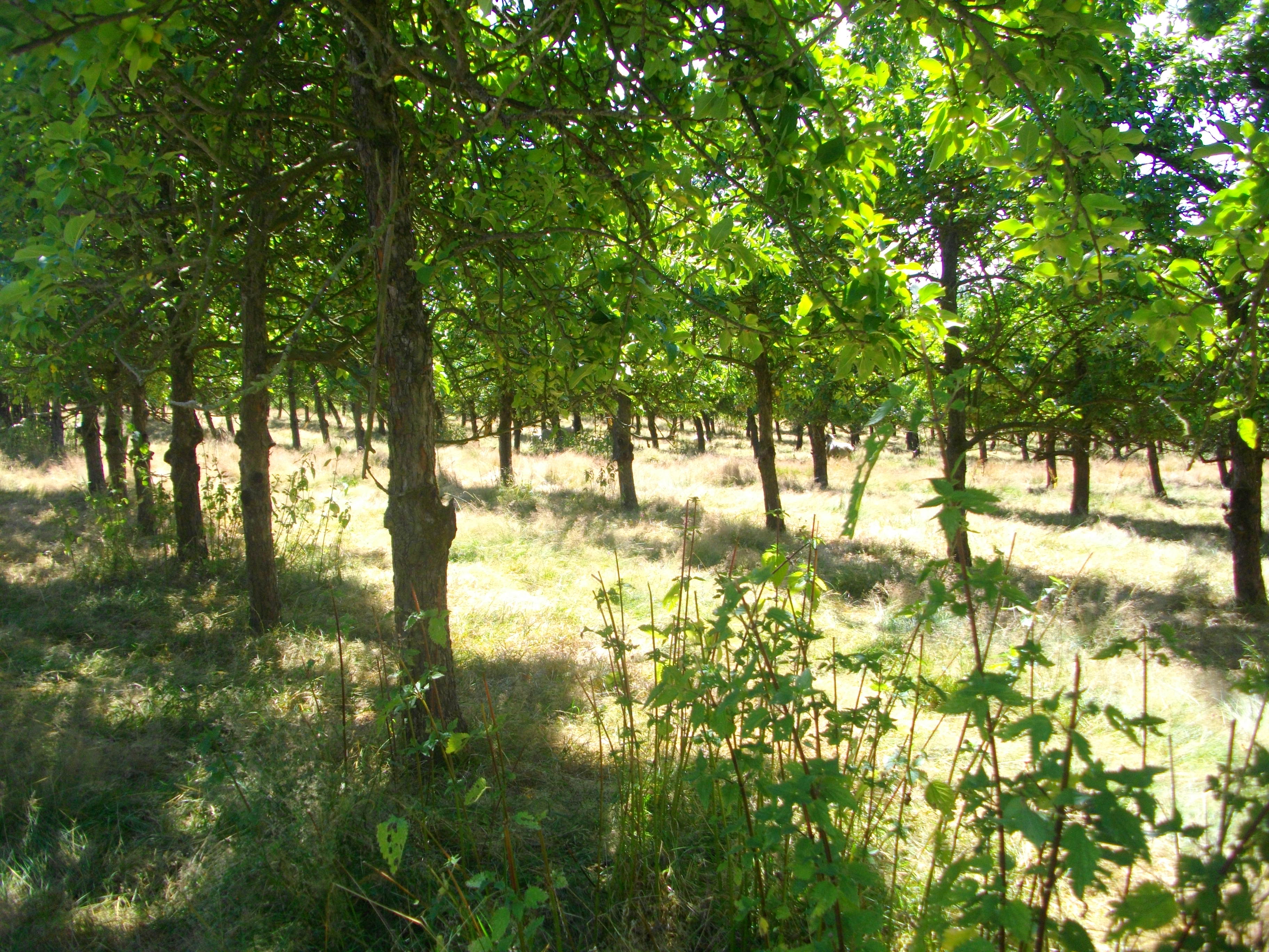 Illustration de l’expérience Visite guidée de nos vergers 